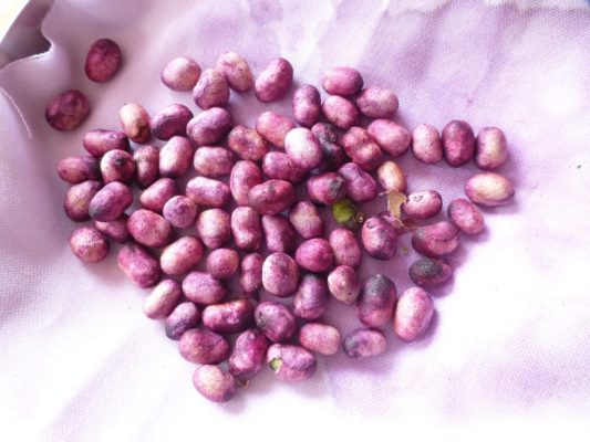 Jamun Beej: Let's Find The Uses Of This Magic Seed - Nattfru